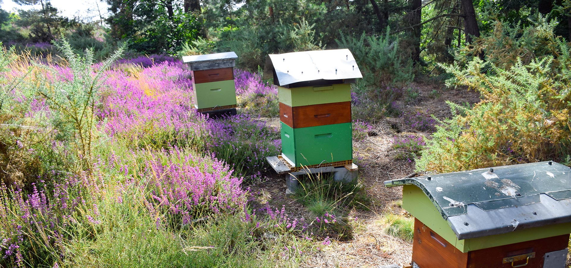 CLD Terroir Abeilles