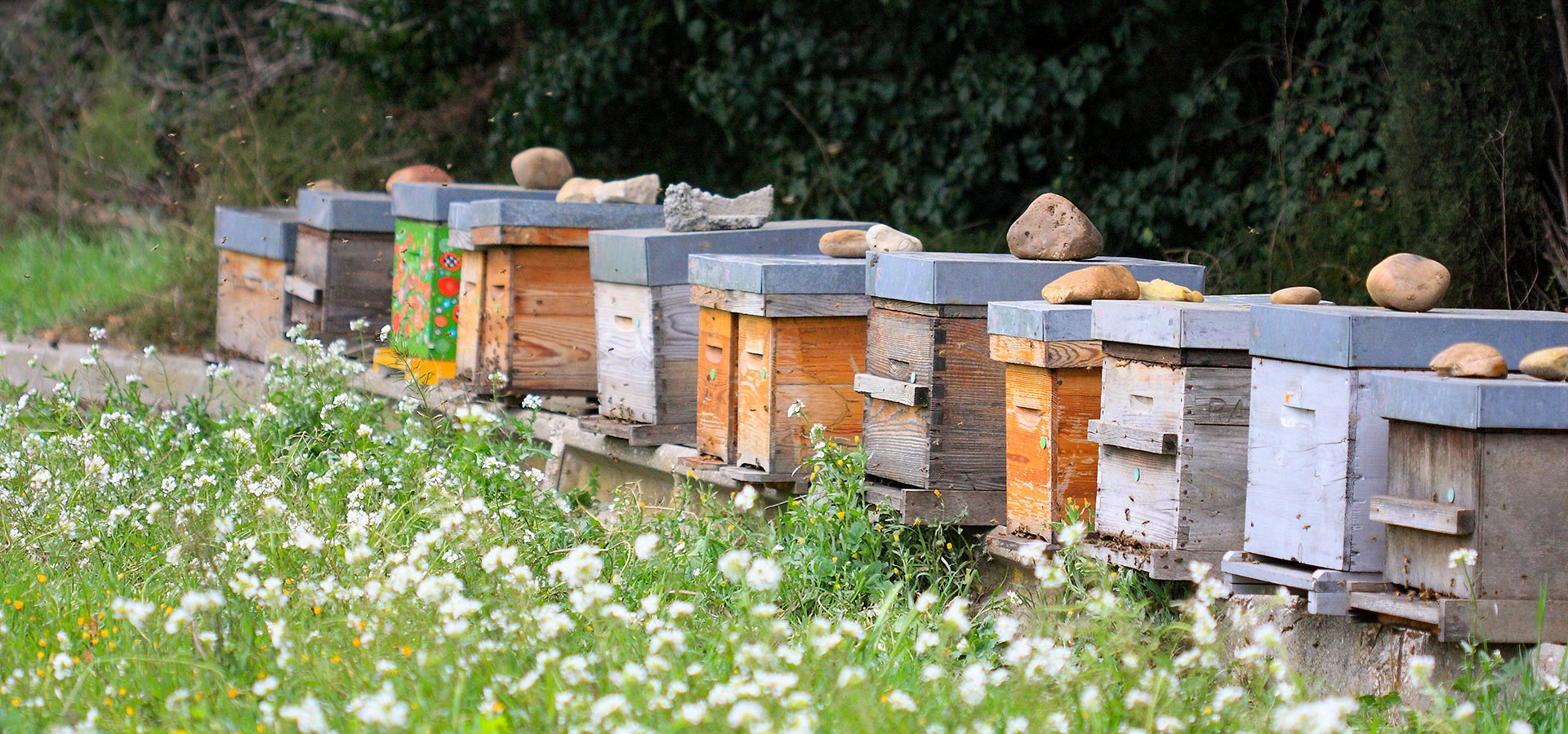 CLD Terroir Abeilles 2