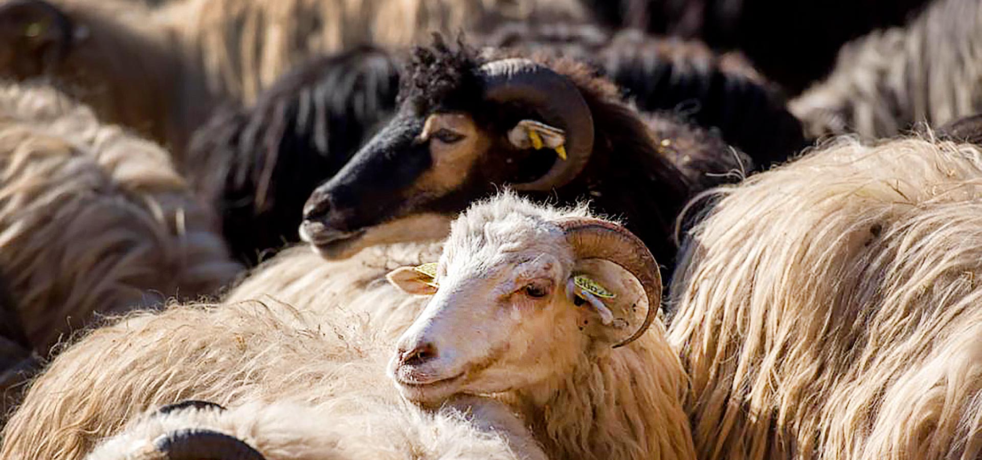 CLD Terroir Chevres