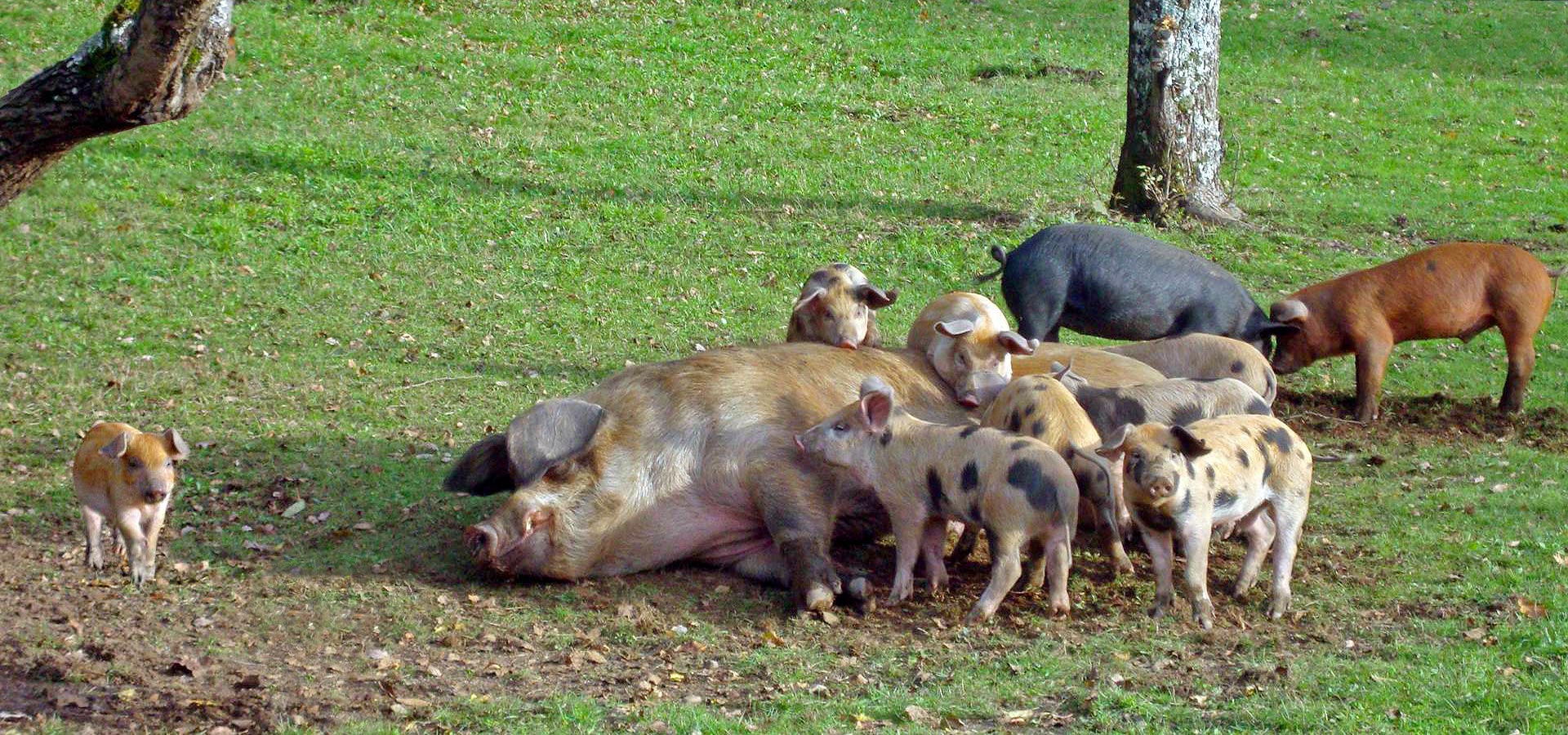CLD Terroir Cochons