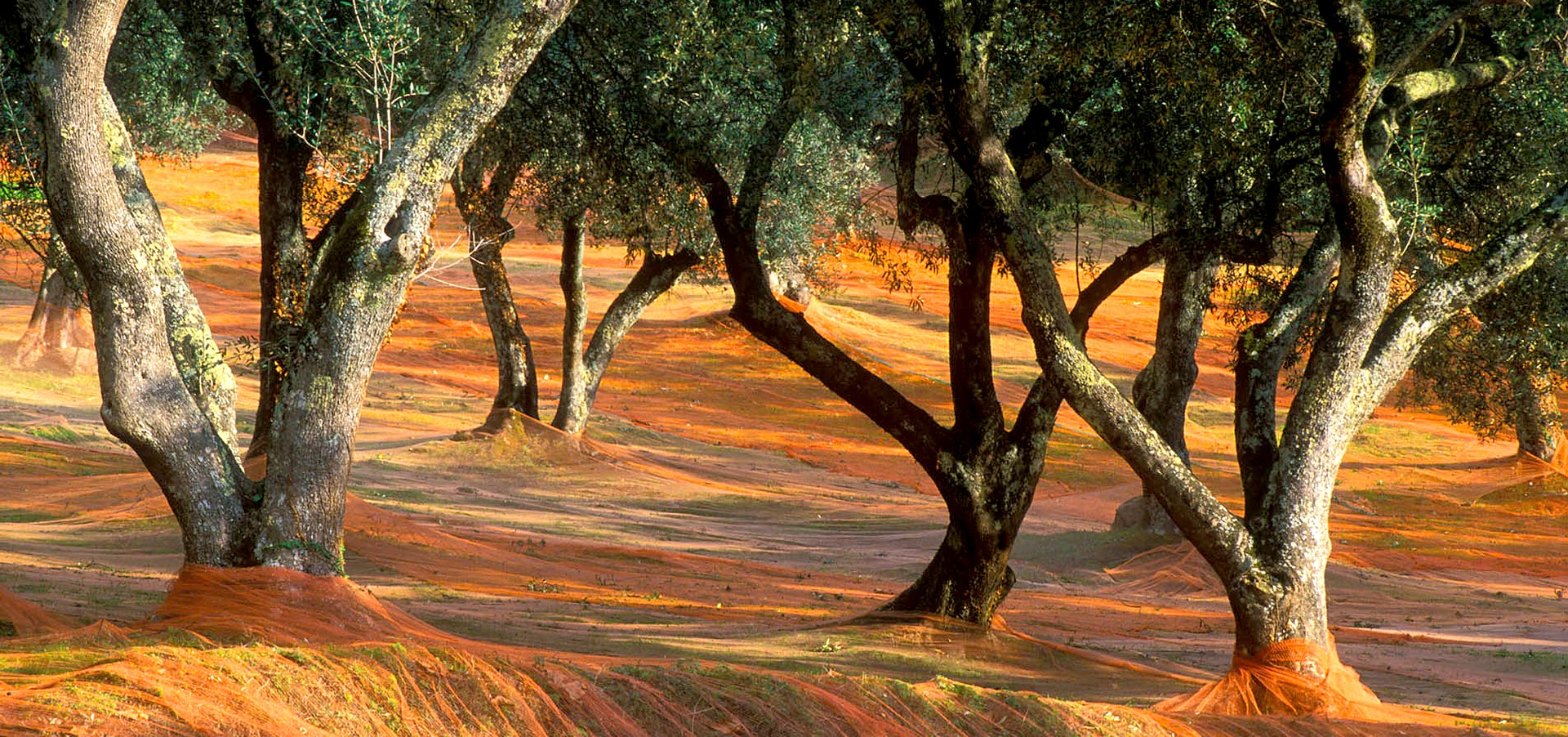 CLD Terroir Olive