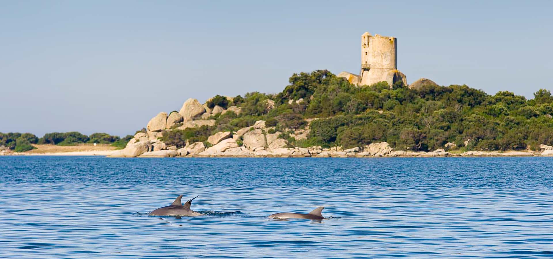 Camping kevano alentours tour caldarello dauphins