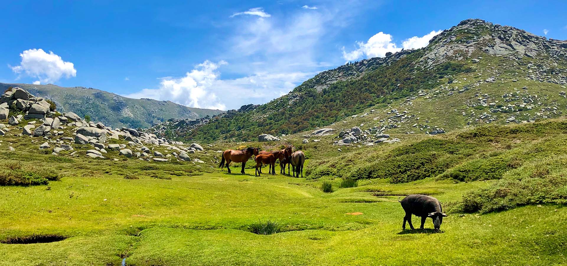 Camping Kevano balades coscione chevaux cochons