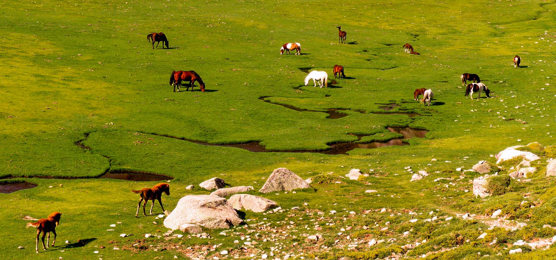 Camping Kevano balades coscione chevaux pozzines