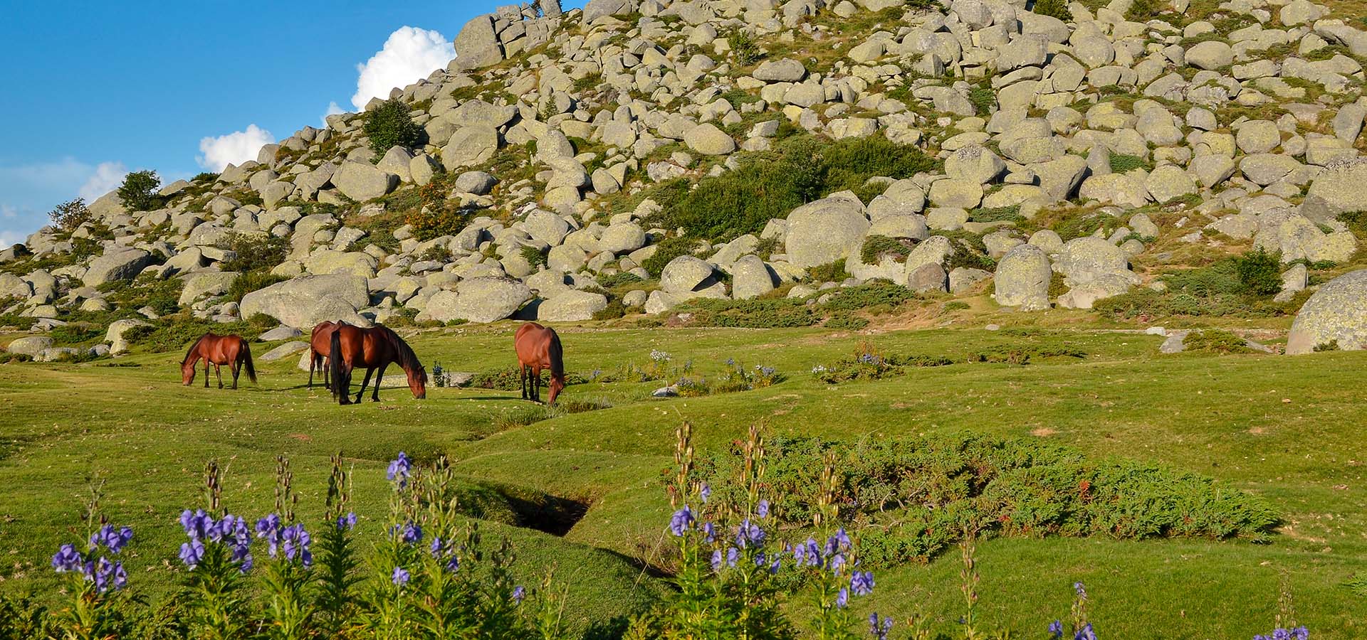 Camping Kevano balades coscione chevaux