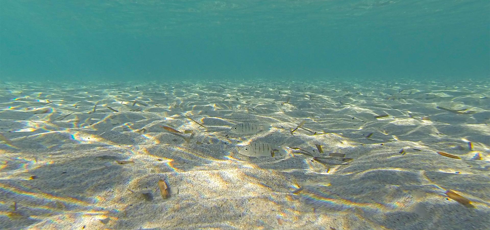 Camping san damiano plage mer mediterranee sable poissons