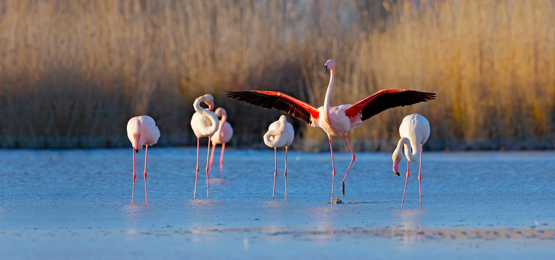 Camping san damiano region etang biguglia flamand rose
