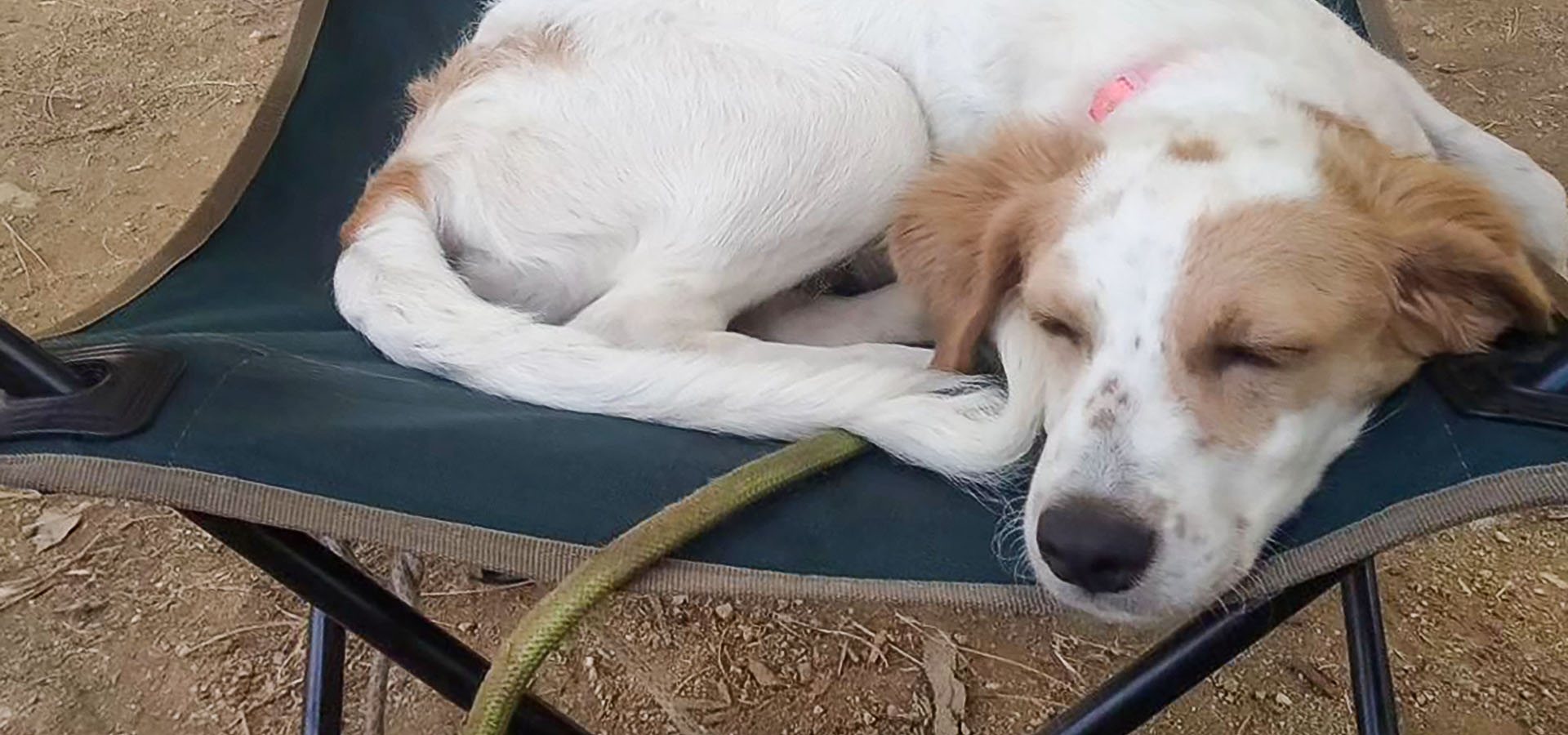 Camping san damiano chien dort chaise