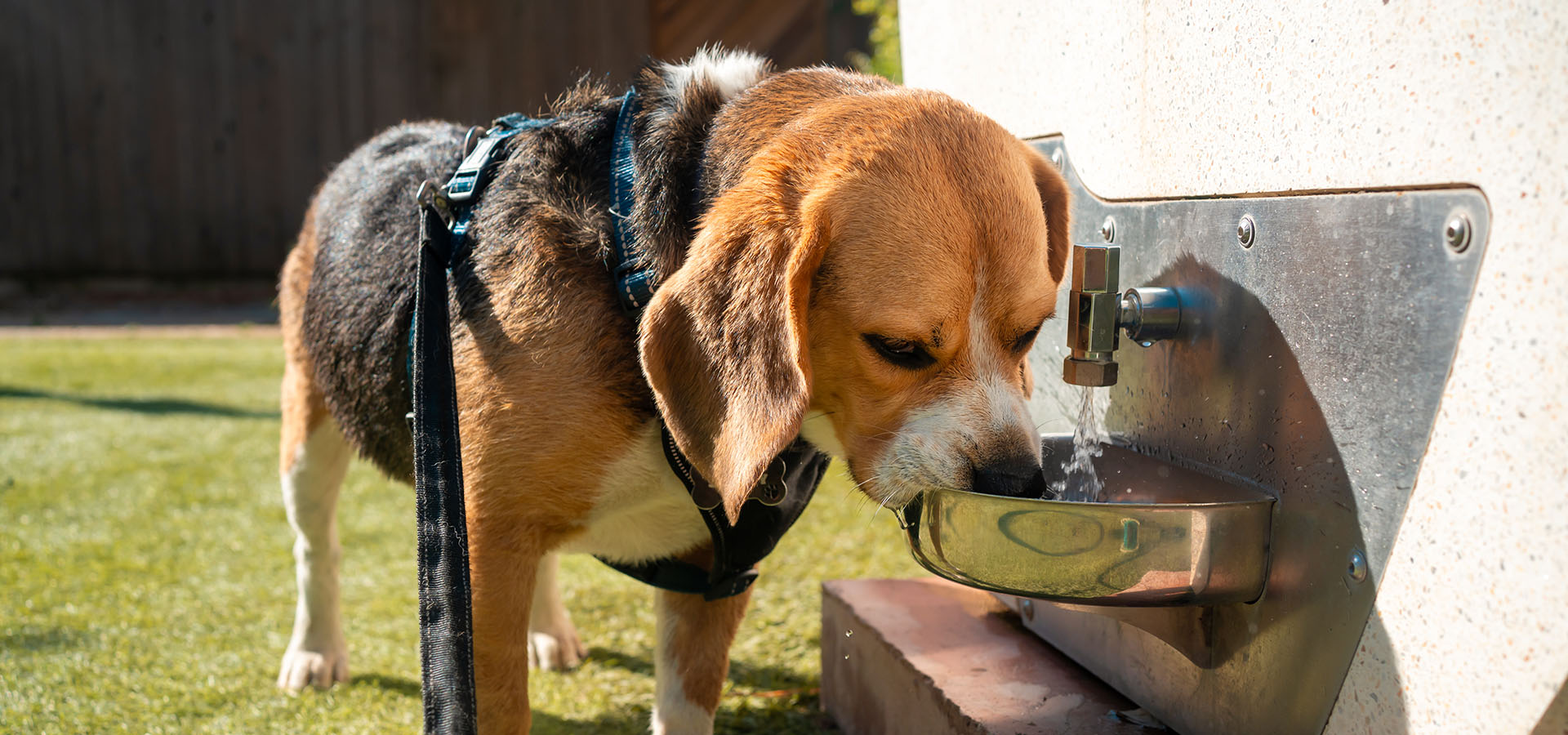 Camping san damiano esplanade chien qui boit a la fontaine