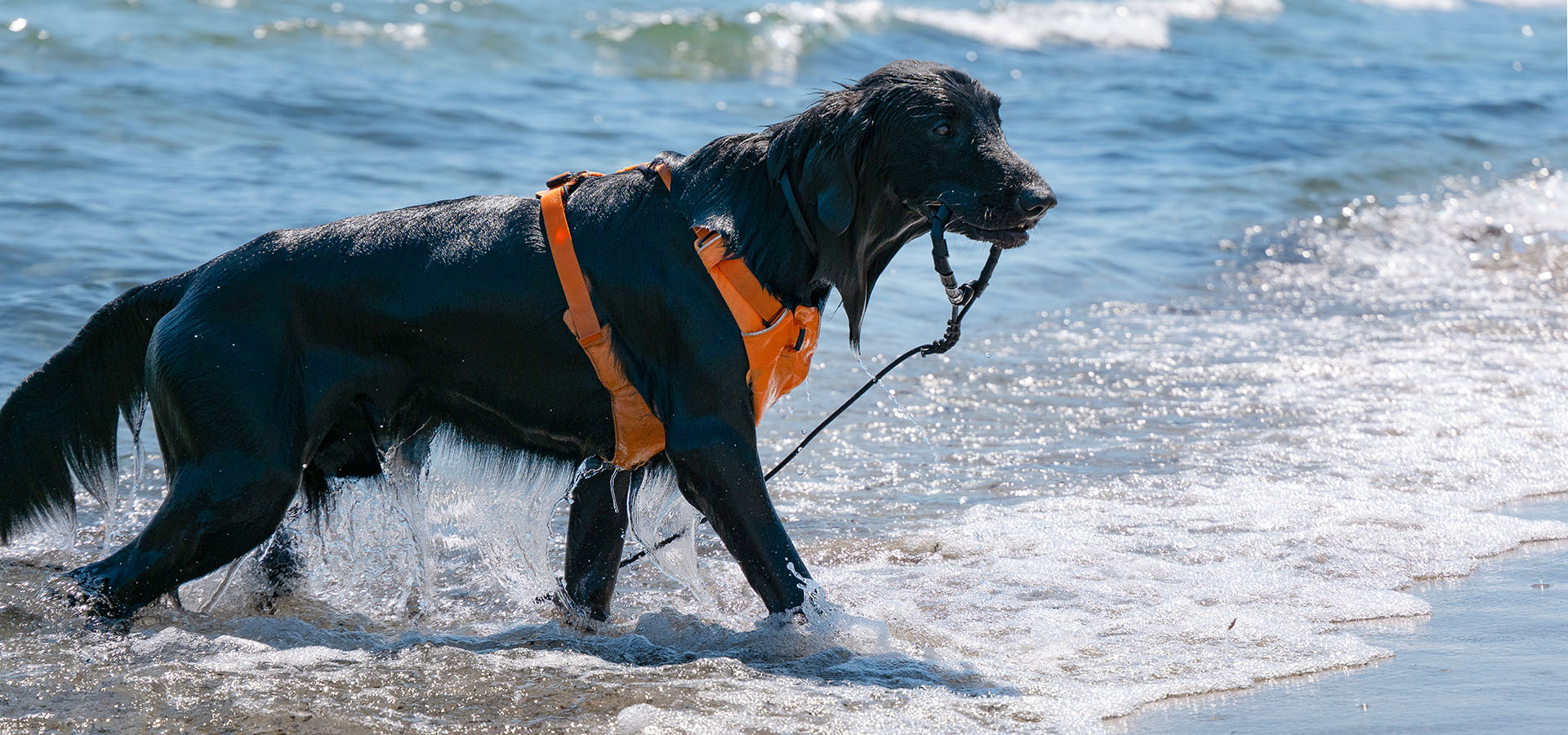 Camping san damiano plage chien qui sort de baignade en tenant sa laisse